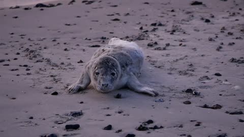 Gray Seals Baltic Sea Lion Cub Beach Sleeping