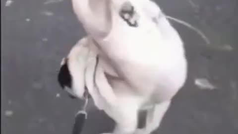 Acrobat Dog - Creative Way to Piss