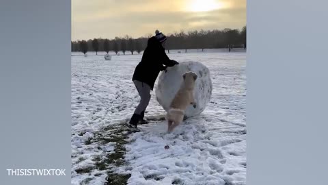 Dogs Reacting to First Snow - Try Not To Laugh