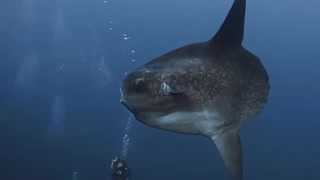 Sunfish is the strangest fish in the sea