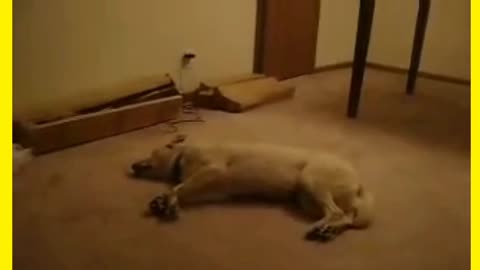 The sleep walking Dog funny video