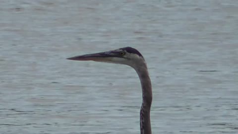 240 Toussaint Wildlife - Oak Harbor Ohio - Nice Look At Great Blue Up Close