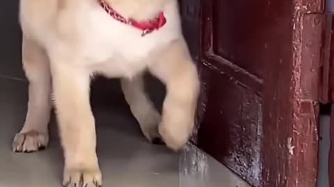 Cute dog_Satisfying _Original Satisfying Videos PART - 8