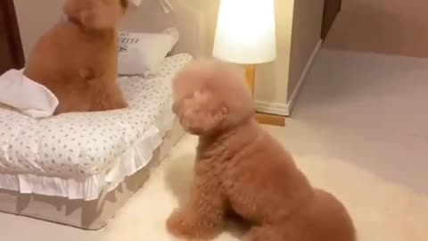 get up my bro let's dance ( adorable puppy )