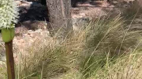 Grass Tree & Sugarbag bees