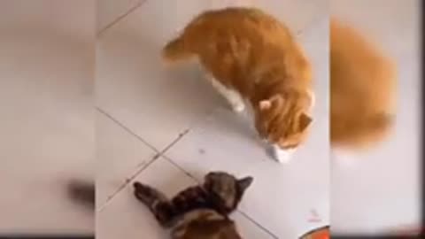 Cute kittens & Funny Cats Compilation #1