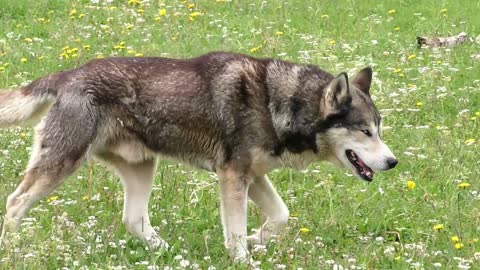 A dangerous husky wolf