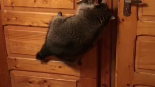 Crafty Raccoon Opens Door with Ease