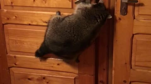 Crafty Raccoon Opens Door with Ease