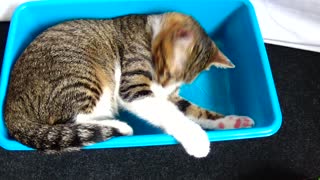 Adorable Kitten Loves Catching His Tail