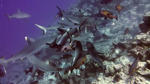 Sharks attack in feeding frenzy for scuba divers at Truk Lagoon.