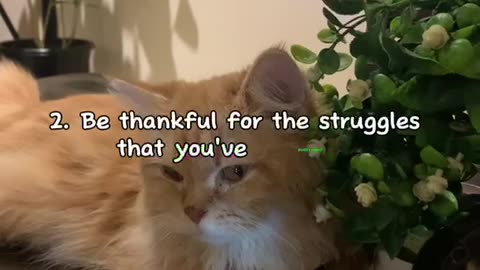 Ginger Cat Motivation