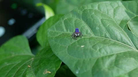 Cute spider dancing