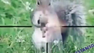 Watch the war between the dog and the squirrel Hehehe🤣