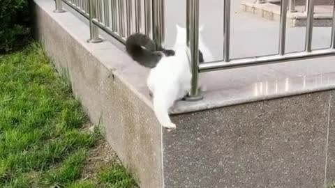 Funny cat fail to do this task