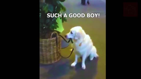 Friendly Dog Holding His Own Leash While His Human Gets A Coffee