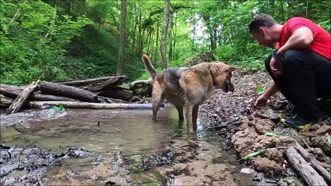 Watch how this dog plays with its owner in the woods