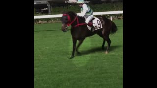 Moment Racehorses Leg Shatters On Course
