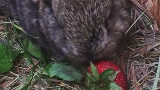 Mini Lop Baby Bunny Eating a Strawberry