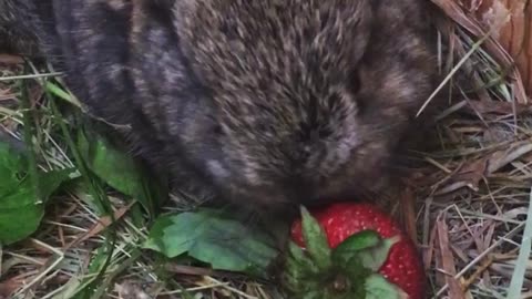 Mini Lop Baby Bunny Eating a Strawberry