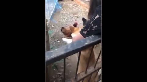 Chicken VS Dog Fight-EP03