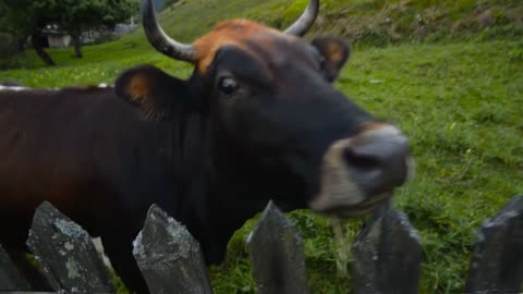Funny cow licks the camera