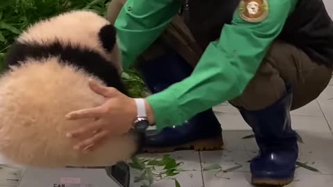 Cute panda funny video....so innocent panda video