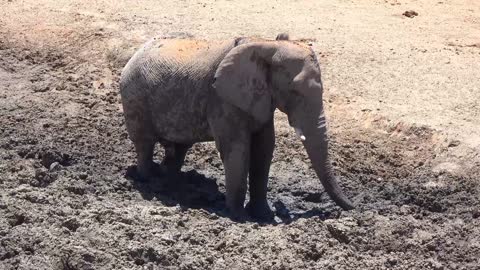 Adorably baby Elephant taking a mud shower in the middle of the Savannah of Africa