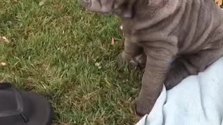 Chubby grey puppy on blue blanket plays with leash