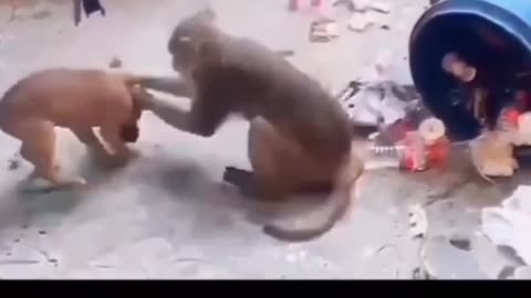 Funny fight dog and monkey