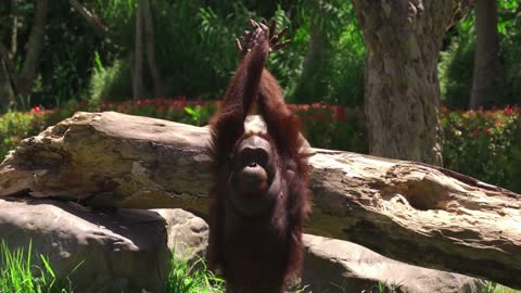 VIDEOS WITH FUNNY ANIMALS FUNNY ORANGUTANS LOOSE AND FREE IN NATURE [UPDATED 2022]!