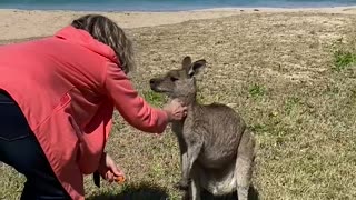 Mama Kanga and Roo