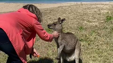 Mama Kanga and Roo