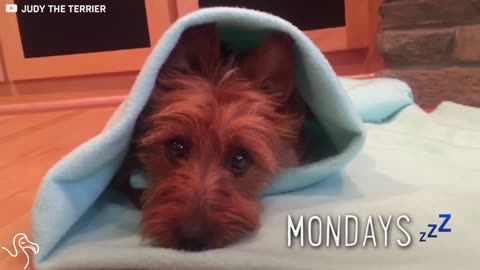 This Dog Has A Serious Case Of The Mondays