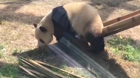 Pandas play with slides