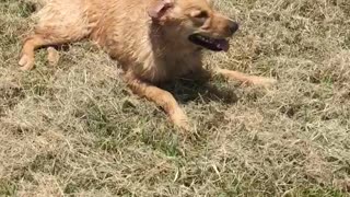 Golden retriever rolling around in mowed grass