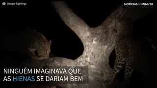 Leopardos brigam por presa e hienas acabam se dando bem