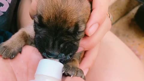 Bottle Feeding a Tiny Puppy