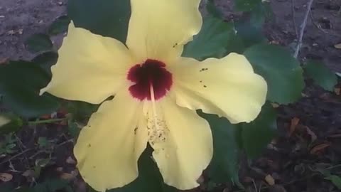 Pretty yellow and dark red hibiscus flower at the science museum [Nature & Animals]