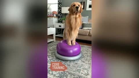 Tucker Budzyn Great Training Videos! Cute Golden Retriever