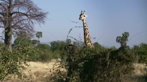 Wildlife Brave Giraffe Kick Five Lion To Save Baby - Power of LION In The Animal World But FAIL2021