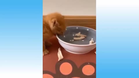 Kitten Likes to Eat Bowl