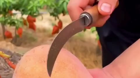 Amazing fruits | Apple cutting