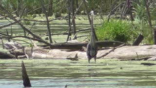 311 Toussaint Wildlife - Oak Harbor Ohio - Great Blue Heron