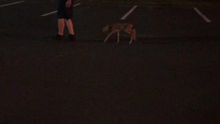 Fawn Follows Man around Lot