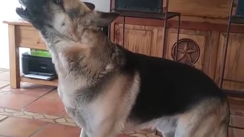 Howling Dog Throws Temper Tantrum For Funniest Reason Ever