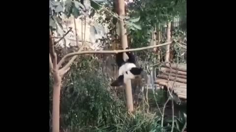 acrobat panda