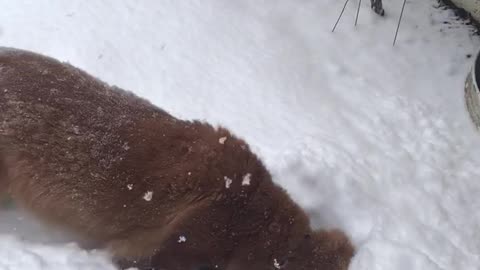 Andy the Golden retriever who loves the snow and him ball