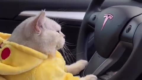 Cat drive a Car