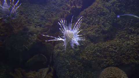 Tropical lionfish with wrasse swim in the coral reef